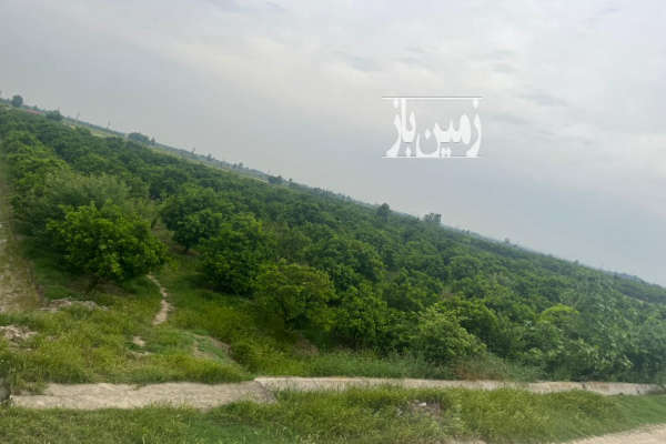 فروش زمین شمال ۵۰۰۰ متر ساری جاده جویبار پشت کشتارگاه-2