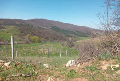 فروش زمین باغ کشاورزی شمال ۴۰۰ متر کیاسر روستای خلرد