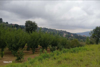 فروش زمین کشاورزی شمال ۵۰۰ متر ساری