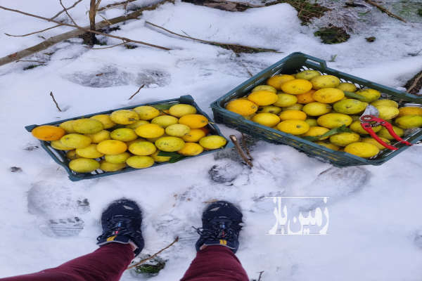 باغ با درختان مرکبات با ۵۰۰ متر زمین رشت پیربازار روستای محمد آباد-3