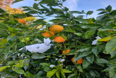 باغ با درختان مرکبات با ۵۰۰ متر زمین رشت پیربازار روستای محمد آباد