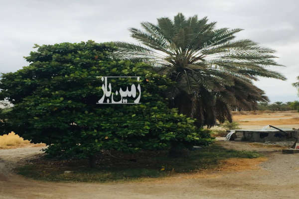 زمین کشاورزی ۷۵۰۰۰ متر بندرعباس روستای چاهستان با چاه آب-2