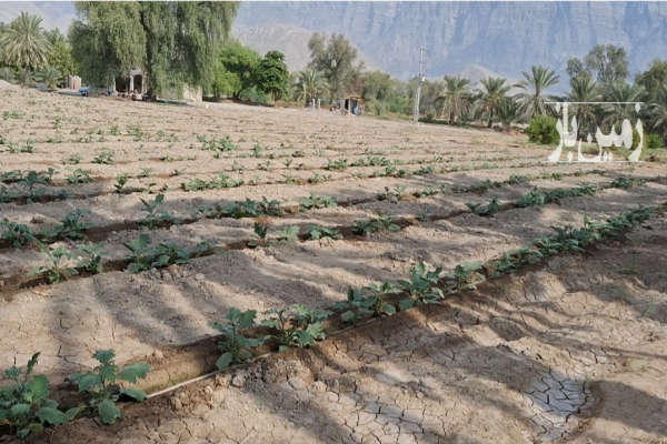زمین کشاورزی ۷۵۰۰۰ متر بندرعباس روستای چاهستان با چاه آب-3
