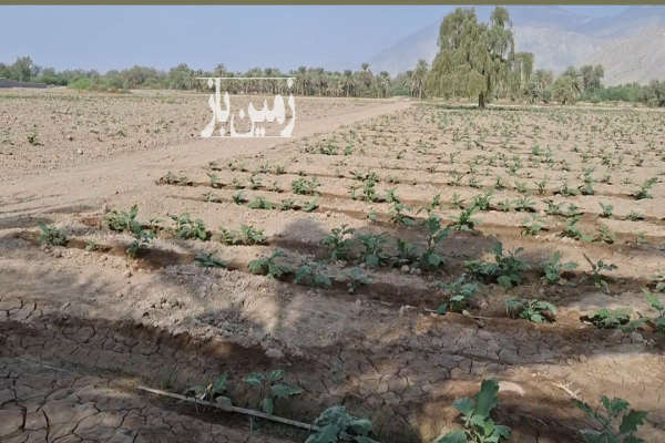 زمین کشاورزی ۷۵۰۰۰ متر بندرعباس روستای چاهستان با چاه آب-4