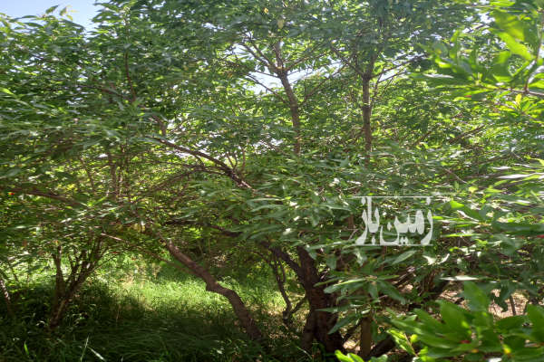 باغ ۱۴۵ متری در دلیجان روستای چنارستان استخردار-4