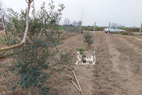 زمین کشاورزی باغی ۳۳۰۰ متر روستای کارکنده کردکوی-1