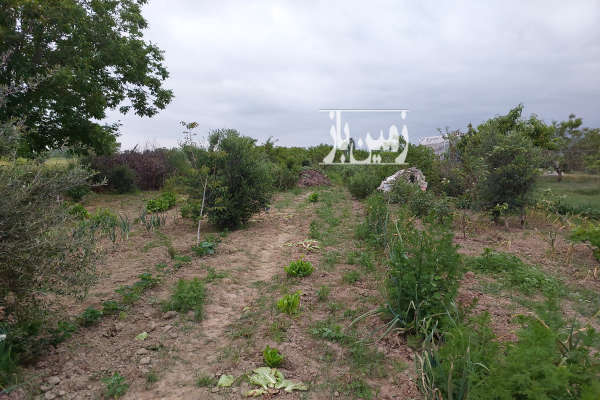 زمین کشاورزی باغی ۳۳۰۰ متر روستای کارکنده کردکوی-3