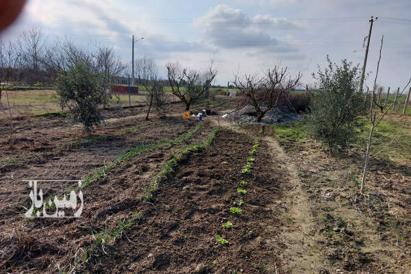 زمین کشاورزی باغی ۳۳۰۰ متر روستای کارکنده کردکوی-4