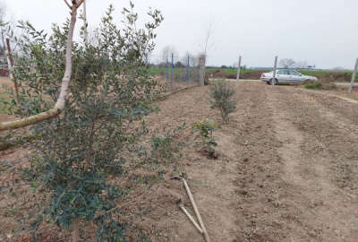 زمین کشاورزی باغی ۳۳۰۰ متر روستای کارکنده کردکوی