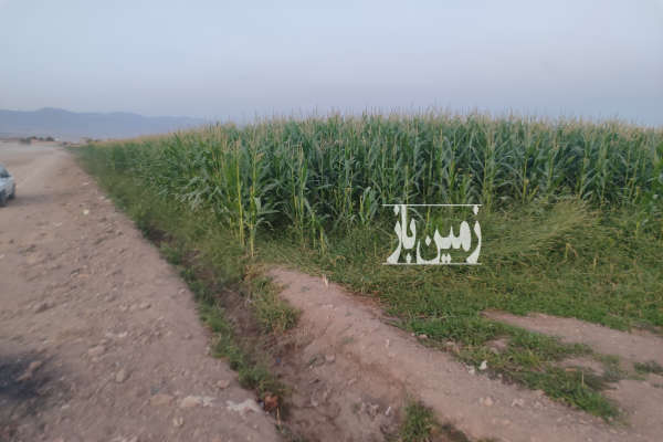 زمین کشاورزی نظرآباد کرج آماده ساخت باغ و باغچه ۲۸۰۰ متری-2