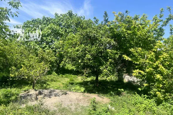 زمین باغی فروشی ۴۲۳ متر گلوگاه بابل روستای وليک بندپی شرقی - تصویر 2