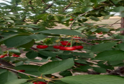 باغ با تنوع بالای درختان با ۱۱۰۰ متر زمین
