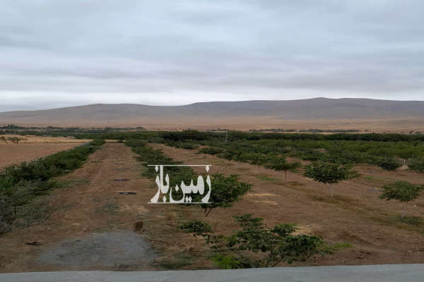 گوار مزرغه شایگان زمین کشاورزی از ۳۰۰ متر-1