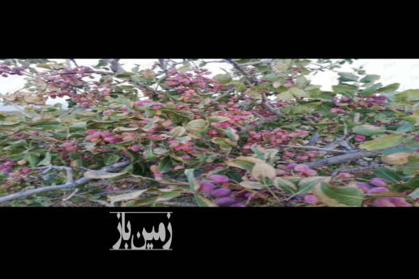 باغ پسه واقع در نیریز ۹۰۰ متری-2