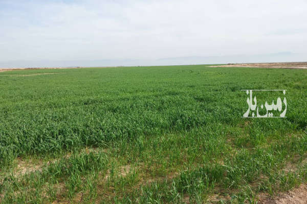 زمین کشاورزی ۴۲ هکتار ۶ هکتار آن دریاچه ( آببندان) فروشی-2