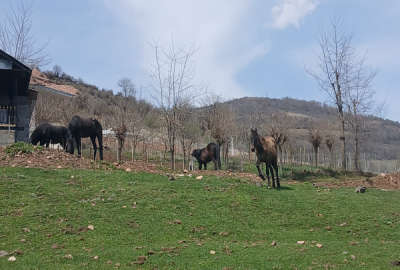 زمین مسکونی ۳۲۷ متر در روستای گلین دهستان جنت رودبار