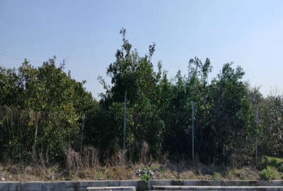 زمین باغ مسکونی روستای باغ دشت(بعد از خطیرکلا)