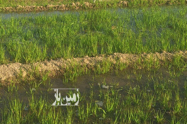 زمین کشاورزی مناسب باغ ۱ هکتار-1