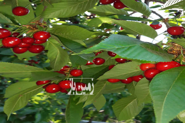 پانصد سی متر باغچه باصفا چسب بافت روستا-4