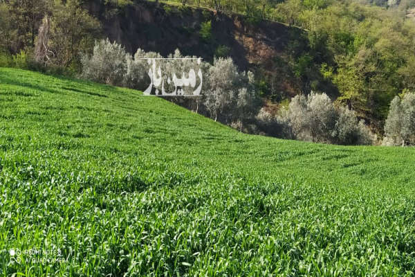زمین باغ زیتون زیبا روستای ده حسین کرد ۱۵۰۰۰ متر-1