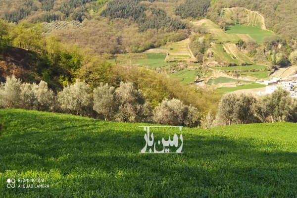 زمین باغ زیتون زیبا روستای ده حسین کرد ۱۵۰۰۰ متر-3