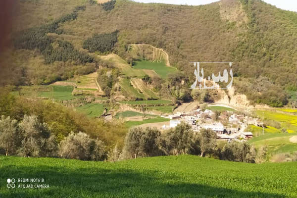 زمین باغ زیتون زیبا روستای ده حسین کرد ۱۵۰۰۰ متر-4