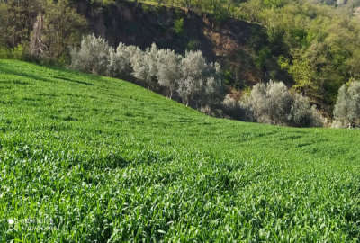 زمین باغ زیتون زیبا روستای ده حسین کرد ۱۵۰۰۰ متر