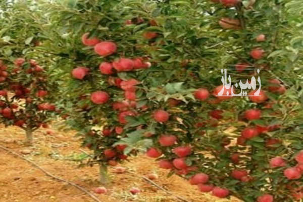۲۱۴۵ متر باغ خوشنام سند ۶ دانگ با درختان مثمر-1