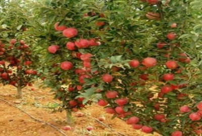 ۲۱۴۵ متر باغ خوشنام سند ۶ دانگ با درختان مثمر