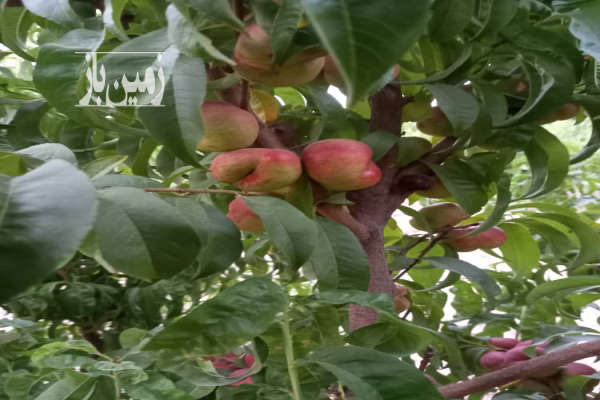 باغ شهرکی میوه دارای آب و فنس-3