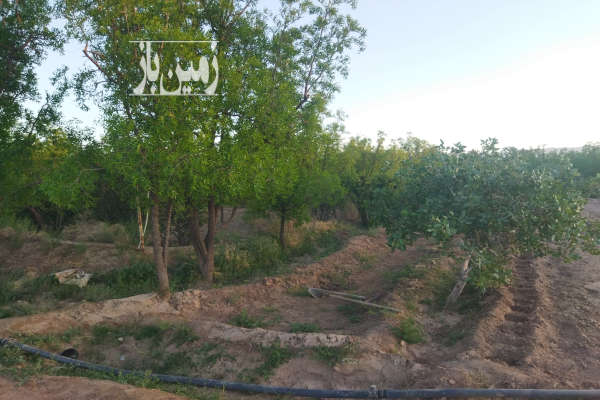 باغ حصار شده ۵۰۰۰ متر دشت بجد بیرجند-4