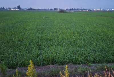 زمین کشاورزی به مساحت ۲۸۵۰ متر روستای چنگمیان