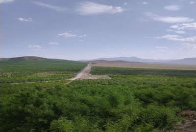 باغ میوه ۱۰۰۰ متری در مارکده روستای قوچان