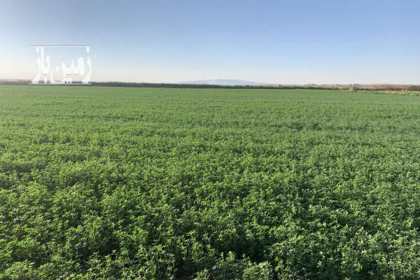زمین کشاورزی ۱۲۰۰۰متر زیر کشت یونجه روستای ایجدان-1