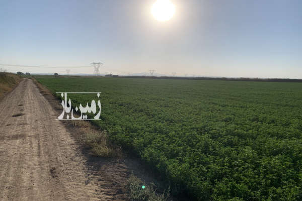 زمین کشاورزی ۱۲۰۰۰متر زیر کشت یونجه روستای ایجدان-2