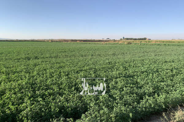 زمین کشاورزی ۱۲۰۰۰متر زیر کشت یونجه روستای ایجدان-3