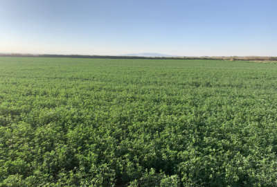 زمین کشاورزی ۱۲۰۰۰متر زیر کشت یونجه روستای ایجدان