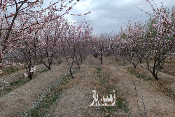 ۷۲۰متر باغچه سند تک برگ نقدی یا تهاتر-1