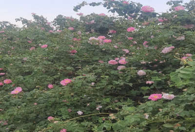 زمین دارای درختان گل وگردووبادام با۱/۵ساعت آب