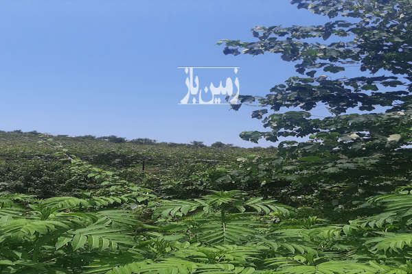 زمین برنج کاری نصف قیمت جاده دوهزار با منظره عالی-4