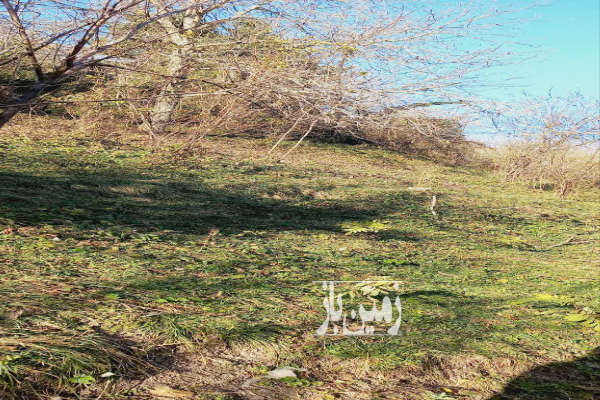 زمین مسکونی ۲۲۳متردر لفور روستای مرزیدره-3