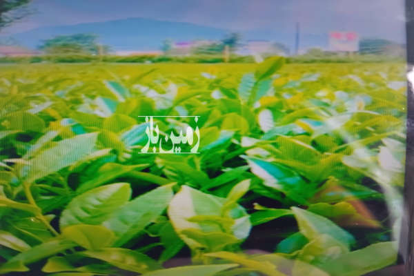 باغ چای در ۵۷ هکتار همراه سوله و چاه عمیق-1