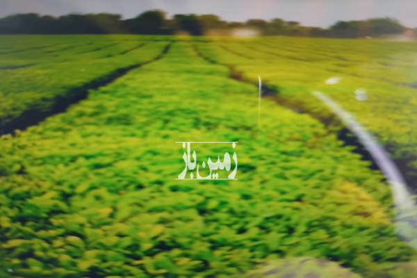 باغ چای در ۵۷ هکتار همراه سوله و چاه عمیق-2
