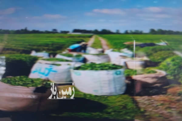 باغ چای در ۵۷ هکتار همراه سوله و چاه عمیق-3