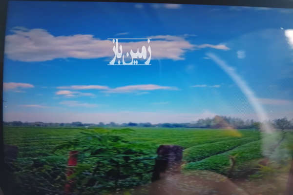 باغ چای در ۵۷ هکتار همراه سوله و چاه عمیق-4