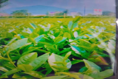 باغ چای در ۵۷ هکتار همراه سوله و چاه عمیق