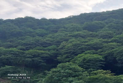 زمین طرح هادی واقع در روستای سرشکه لاهیجان ۴۳۰ متر