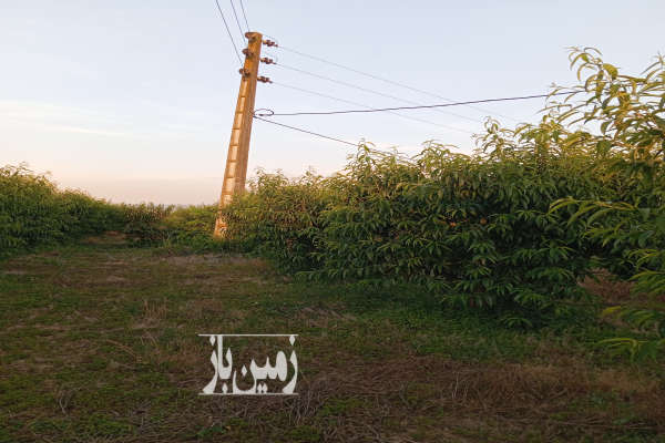 زمین باغی روستای میانکاله نزدیک شهرحق آب دارد-1
