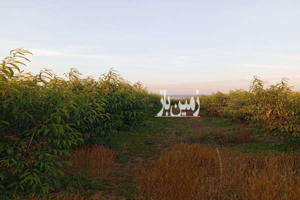 زمین باغی روستای میانکاله نزدیک شهرحق آب دارد-2
