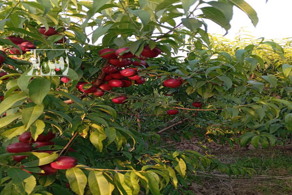زمین باغی روستای میانکاله نزدیک شهرحق آب دارد-3